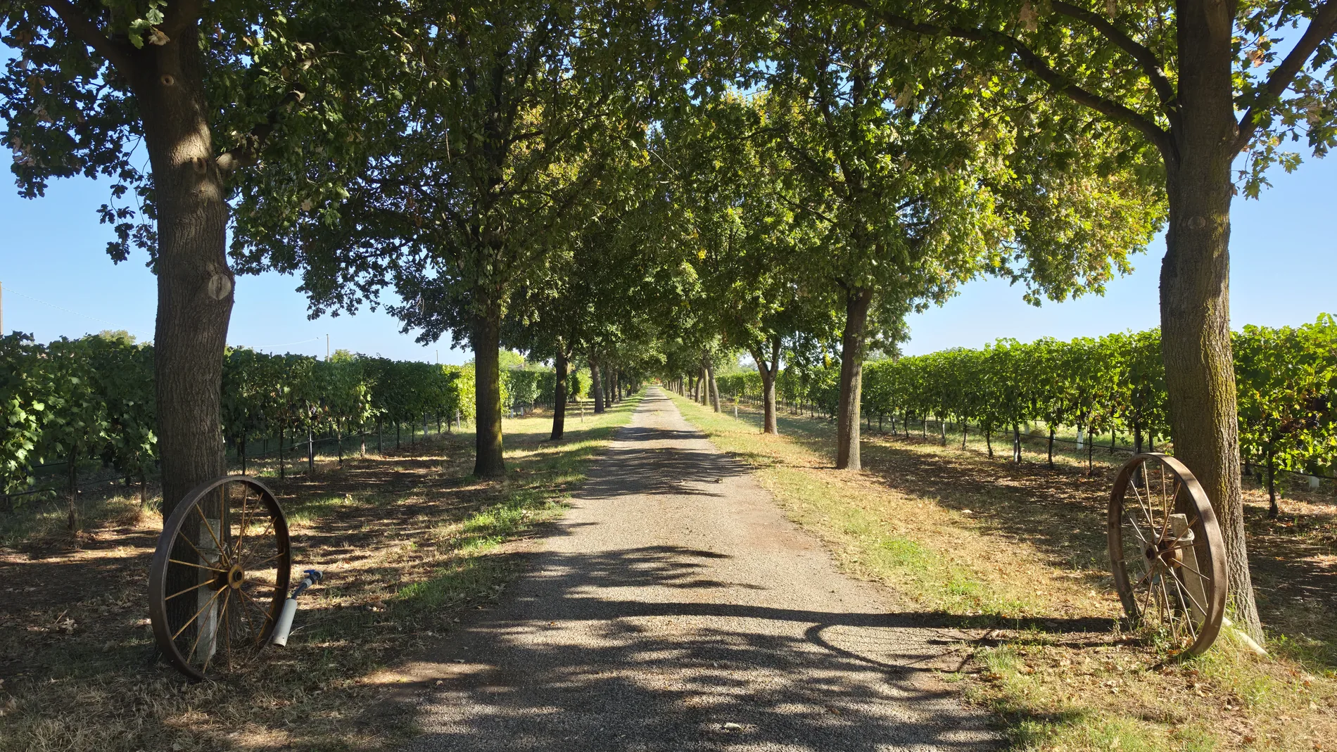 Viale alberato tra i vigneti dell'azienda agricola Il Ceppo d'Argento a Bibbiano