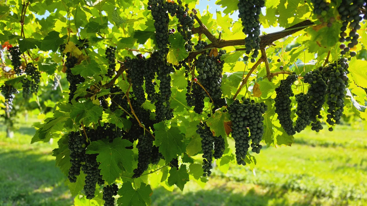 Grappoli d’uva maturi tra le foglie del vigneto